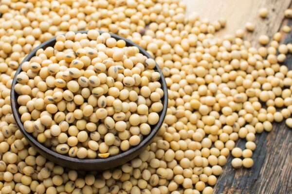 Wholesale Soya Beans for Sale