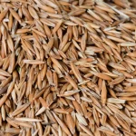 Wheat