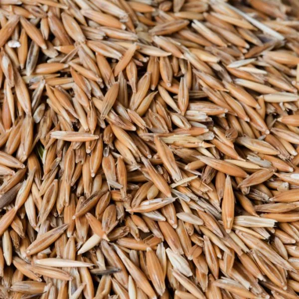 lgzs-real-503c0a4d483fcd7a0d3fc262 Wheat - Image 1