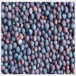 Cotton seed
