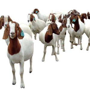lgzs-real-8726f82dd1c43843cdf4036f BOER GOATS - Image 1