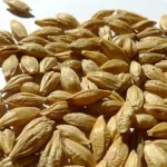 Barley Bran