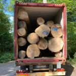 Birch Logs