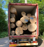Birch Logs