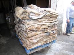 lgzs-real-bd543549d9659b848338de7a Wet Salted Donkey Hides - Image 1
